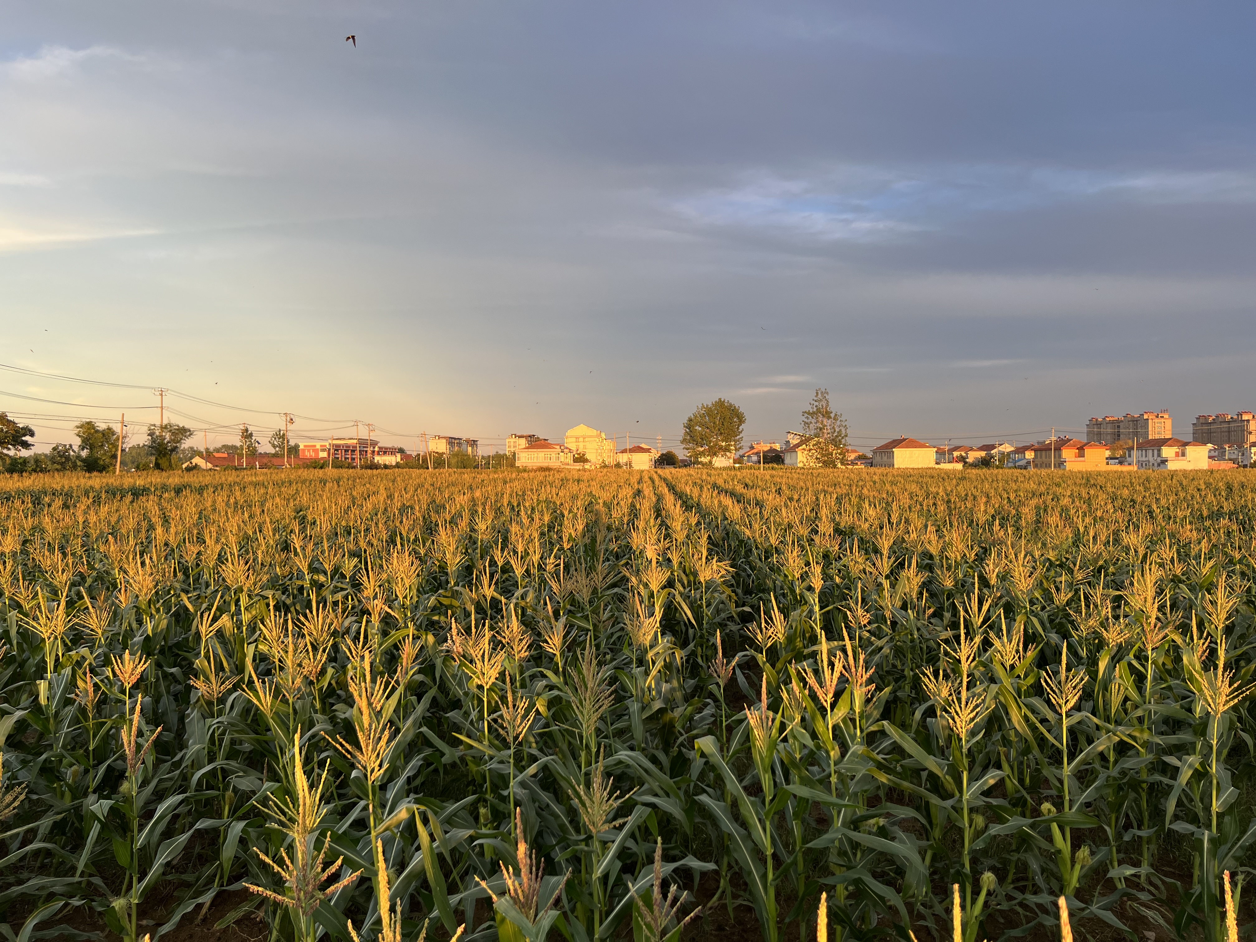 Smart Farm